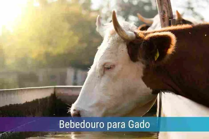 Locação de Bebedouro para Gado
