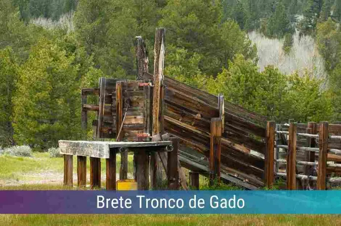 Locação de Brete Tronco de Gado