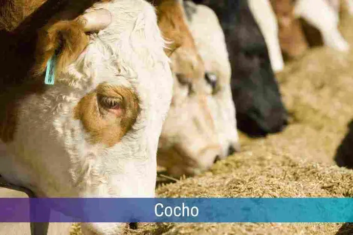 Locação de Cocho