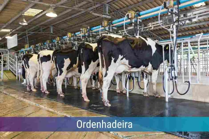 Locação de Ordenhadeira